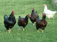 Chickens — фото 1