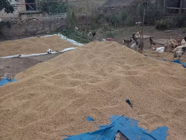 Məhsul: Təmizlənmiş buğda dənəsi Təsvir: - Yeni mövsüm yerli məhsul