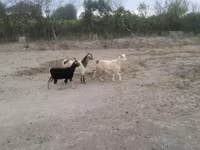 山羊（批次，未指定性别）, Goats — 照片 2