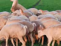 Sheep, Sheep — photo 7
