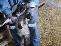 Keçi, Nubian Goat — foto 3