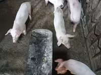 Säue, Schweine — Foto 3