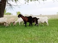 Koza, Saanen goat — foto 2