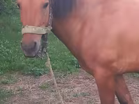 Horse (M), Horses — photo 3