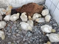 Chickens — foto 6