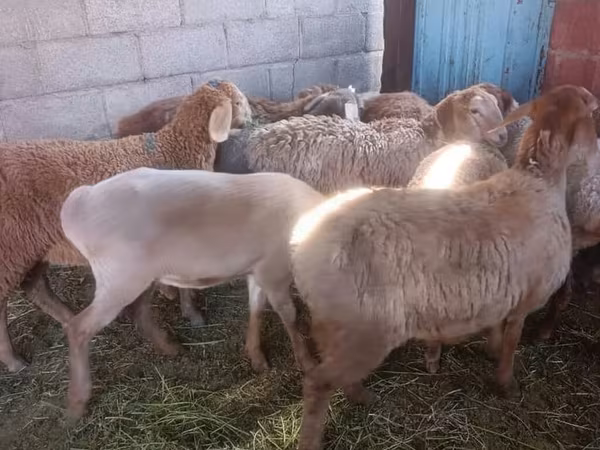Qoyun, Arashan sheep