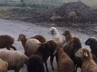 Qoç, Qoyunlar — foto 2