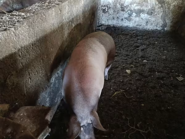 Toʻngʻiz, Choʻchqalar