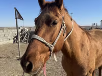 Aygʻir, Russian Don — 3-rasm