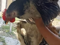 Chickens — photo 2