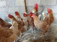 Chickens — Foto 2