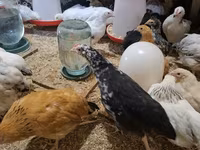 Chickens — foto 1