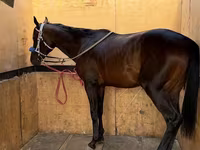 Koń, Thoroughbred horse — zdjęcie 3