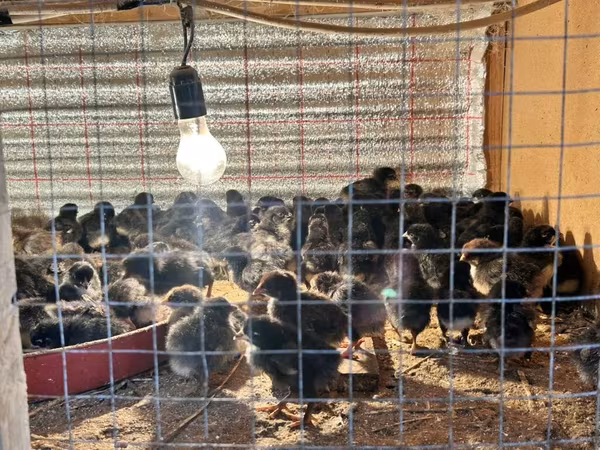 Australian Pit Game fowl