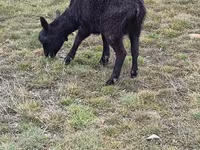 Ziegen (Partie, Geschlecht nicht angegeben), Saanen goat — Foto 8