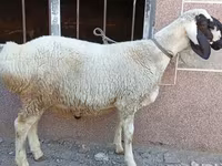 Beran, Arashan sheep — foto 6