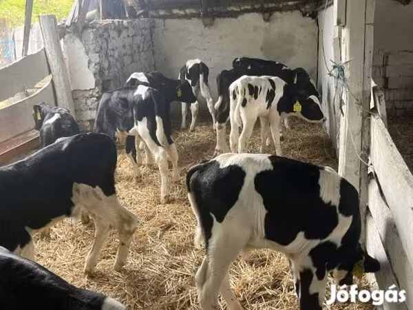 Byk, Russian Black pied cattle