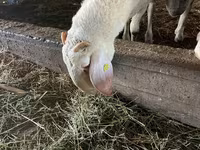 Qoç, Assaf sheep — foto 3
