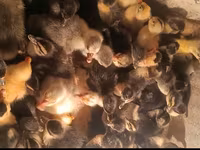 Ducks — photo 2