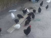 Chickens — photo 2
