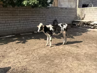 Qoramol (partiya, jinsi ko‘rsatilmagan), Russian Black pied cattle — 3-rasm