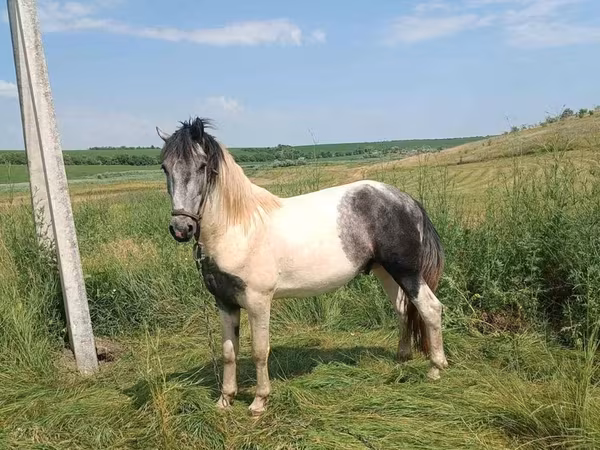 Kůň, Gypsy horse