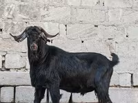 Keçi, Anatolian Black goats — foto 4