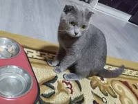 Şotlan erkek — الصورة 1