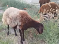 मेढ़ा, भेड़ — फ़ोटो 8