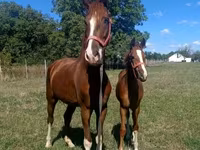 Cavalo, Dutch warmblood horse — foto 4