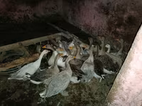 Geese — photo 2