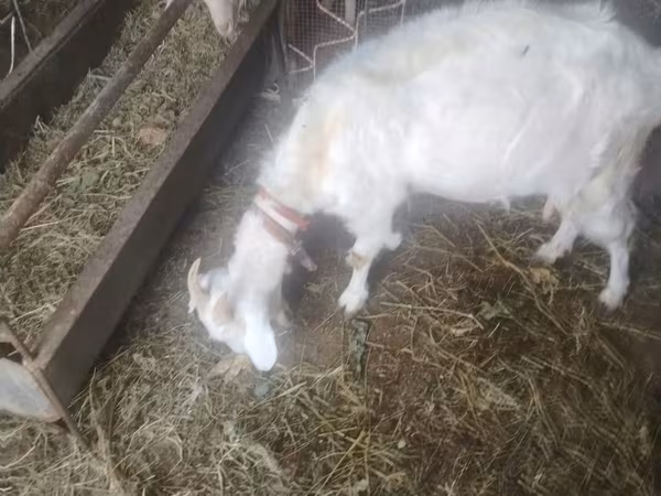 Koza, Russian White goat