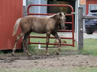 घोड़ा, Black Sea breed — फ़ोटो 5