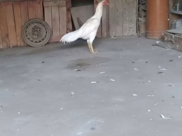 Chickens — Azərbaycan