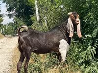 تيس, Kamori goats — الصورة 3