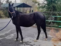 فرس, Akhal-Teke — الصورة 2