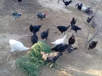 Chickens — फ़ोटो 5