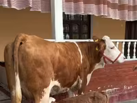 母牛, Red-spotted breed — 照片 5