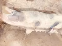 خنزيرة, الخنازير — الصورة 3
