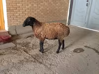 Qoç, Qoyunlar — foto 2