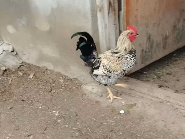 Chickens — Azerbaijan