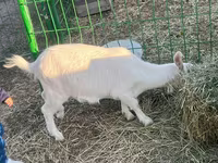 Koza, Saanen goat — foto 3