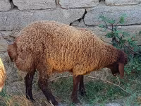 Qoç, Qoyunlar — foto 1