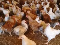 Chickens — foto 2