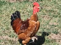 Brahma — foto 2