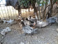 Ducks — 照片 2