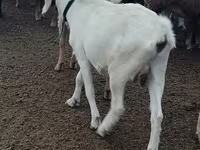 Cabra, Alpine goat — foto 3