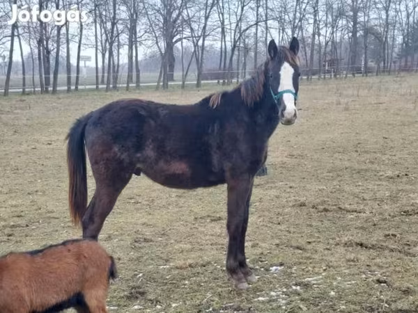 Cavalo, Hungarian horse breed