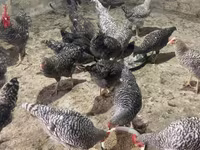 Chickens — الصورة 2