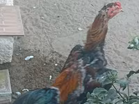 Chickens — foto 3